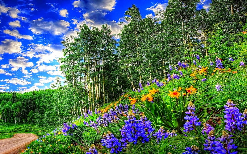 Wildflowers Beside The Road, forest, yellow, bonito, spring, trees, clouds, lupines, purple, flowers, green grass, road, hillside, white, blue, HD wallpaper