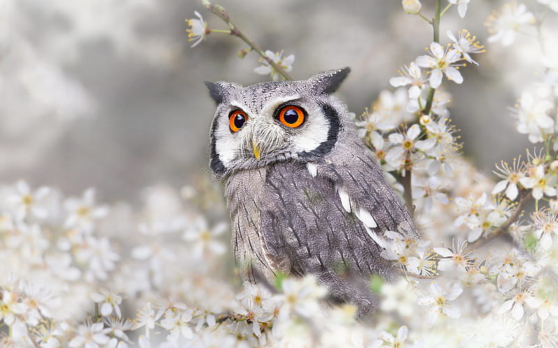 Long-eared Owl, animal, nature, bird, owl, HD wallpaper