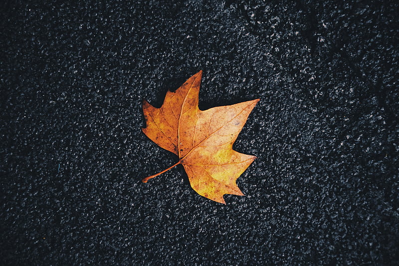 maple, leaf, veins, autumn, HD wallpaper