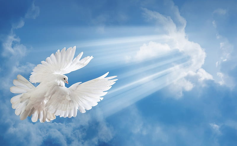 Dove, wings, sky, pigeon, bird, feather, white, light, blue, HD wallpaper