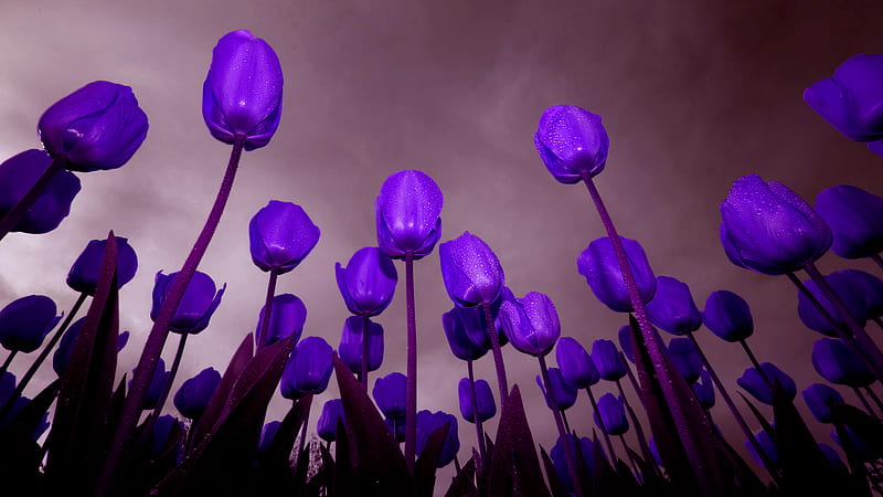 Purple Tulips for Your Eyes Luiza, luiza, bonito, sky, goodbye, loneliness, love, sad, siempre, gris, gloomy, lover, flowers, beauty, nature, tulips, HD wallpaper