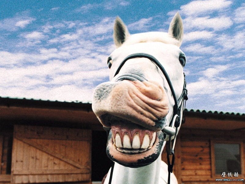 Horsey Grin, stable, smiling, horse, clouds, teeth, HD wallpaper