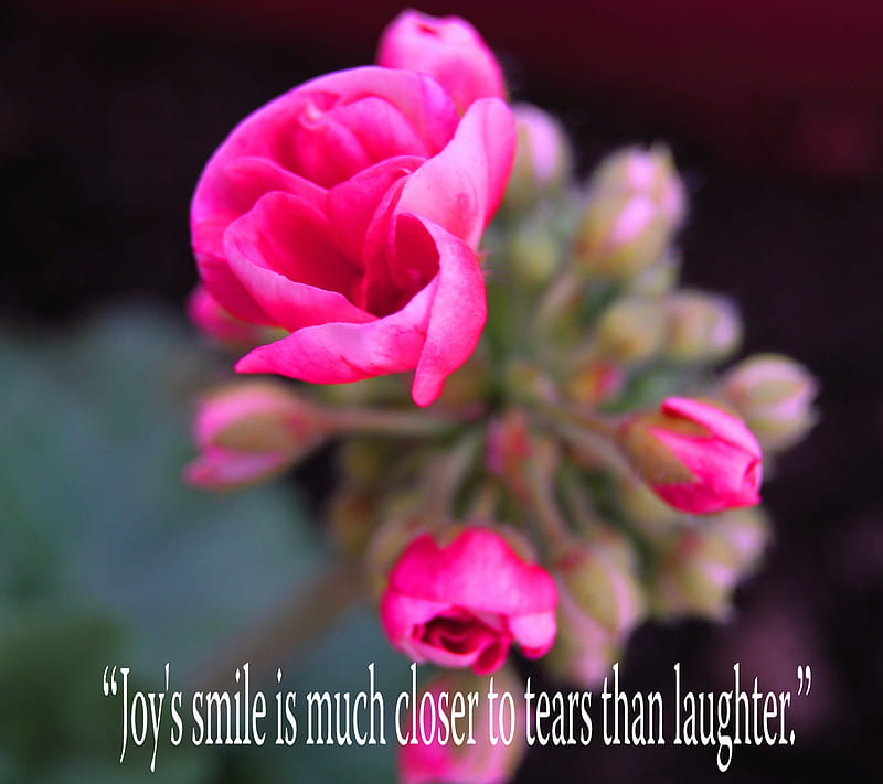 About Joy, closer, flower, joys, laughter, much, pink, smile, tears, than, to, HD wallpaper