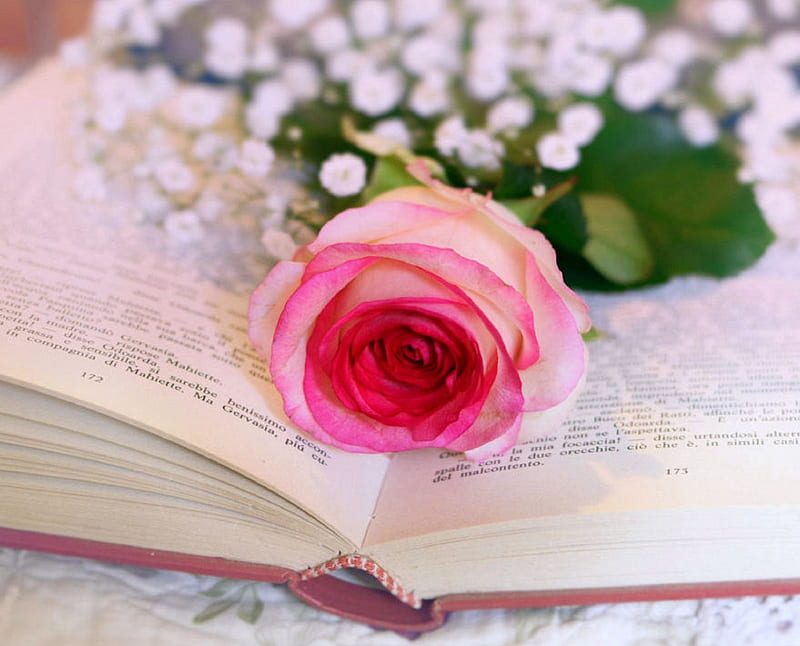 ..Sweetness on the Book.., pretty, lovely still life, lovely, love four seasons, book, bonito, creative pre-made, roses, sweet, cut flowers, still life, graphy, plants, arrangement, nature, beloved valentines, HD wallpaper