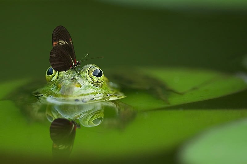 Long Wing Butterfly on Frog Head Soak on Water, HD wallpaper
