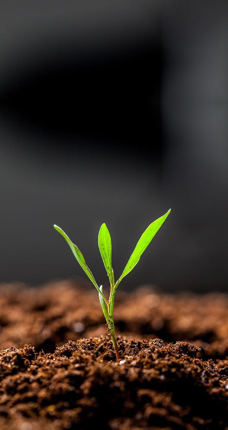 sprout, beauty, enviroment, natural, plant, seed, tree, HD phone wallpaper