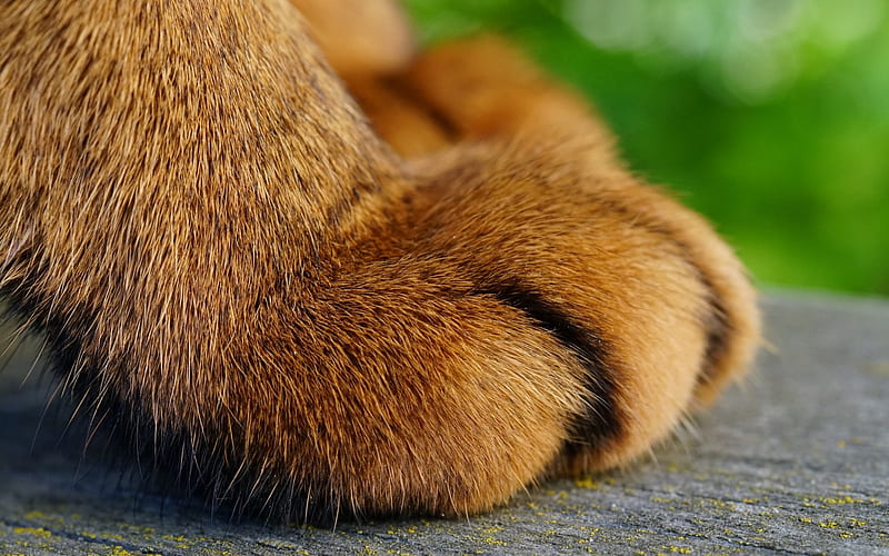 Paw, orange, ginger, cat, pisica, HD wallpaper  Peakpx