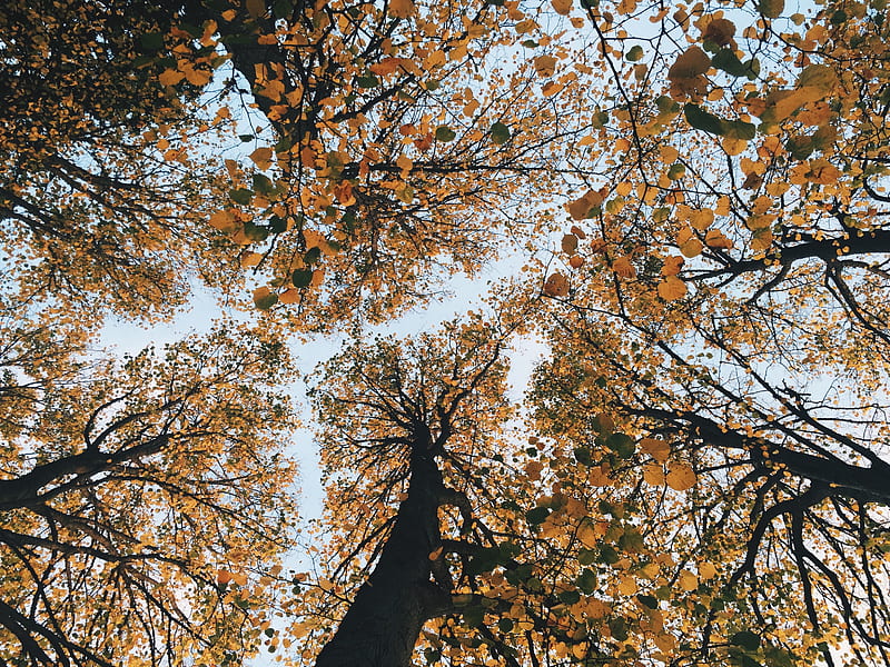 brown leaf trees low-angle photgraphy, HD wallpaper