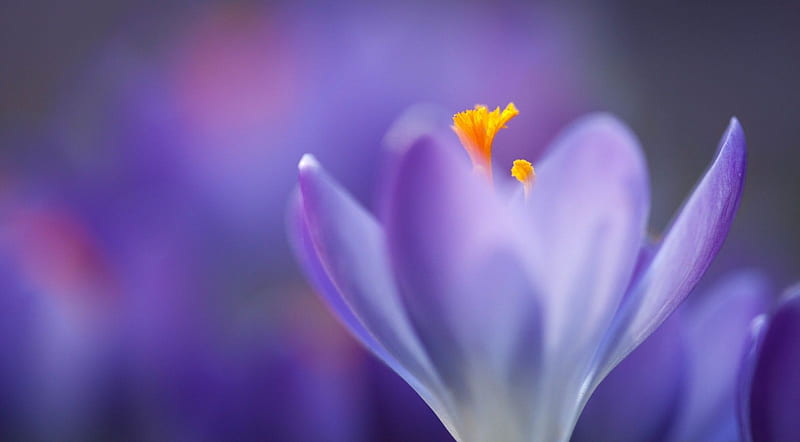 Purple crocus makro, crocus, graphy macro, flowers, nature, spring, abstract, softness, HD wallpaper