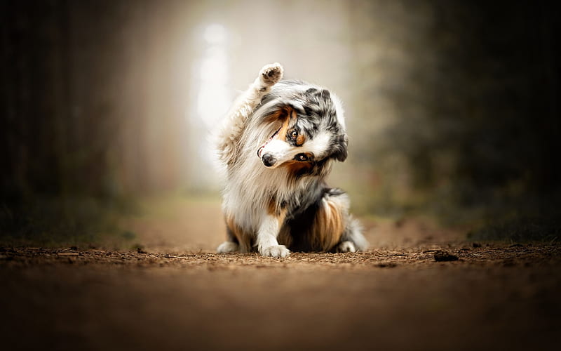 Australian Shepherd, greeting, sweet fluffy dog, black white aussie, cute animals, dogs, forest, HD wallpaper