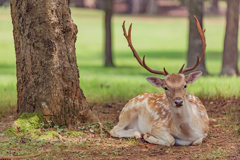 Deer1, antlers, buck, bucks, deer, horns, hunting, tail, white, HD wallpaper