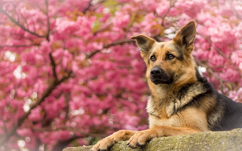 Waiting, german, flower, spring, pink, shepherd, dog, animal, HD wallpaper