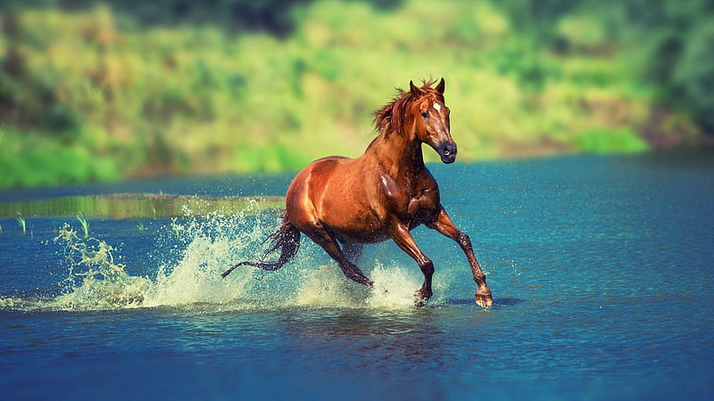 wild and , water, grass, horse, animal, HD wallpaper