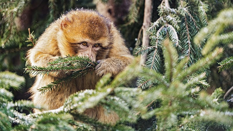 macaque, monkey, needles, branch, HD wallpaper