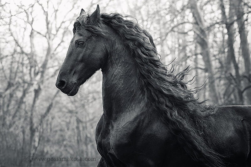 Daan The Friesian Stallion, dutch, friesian, black, holland, horses, HD wallpaper