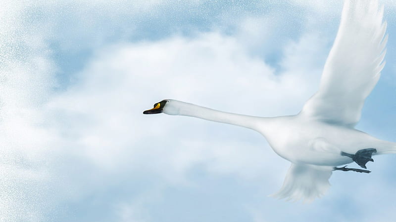 To Find His Love, birds, swan, sky, clouds, fly, mate for life, love, flying, couple, pair, HD wallpaper