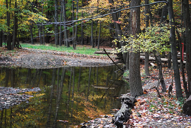 A walk in West Creek area. Parma , Ohio, water, Forest, reflections, Creek, HD wallpaper