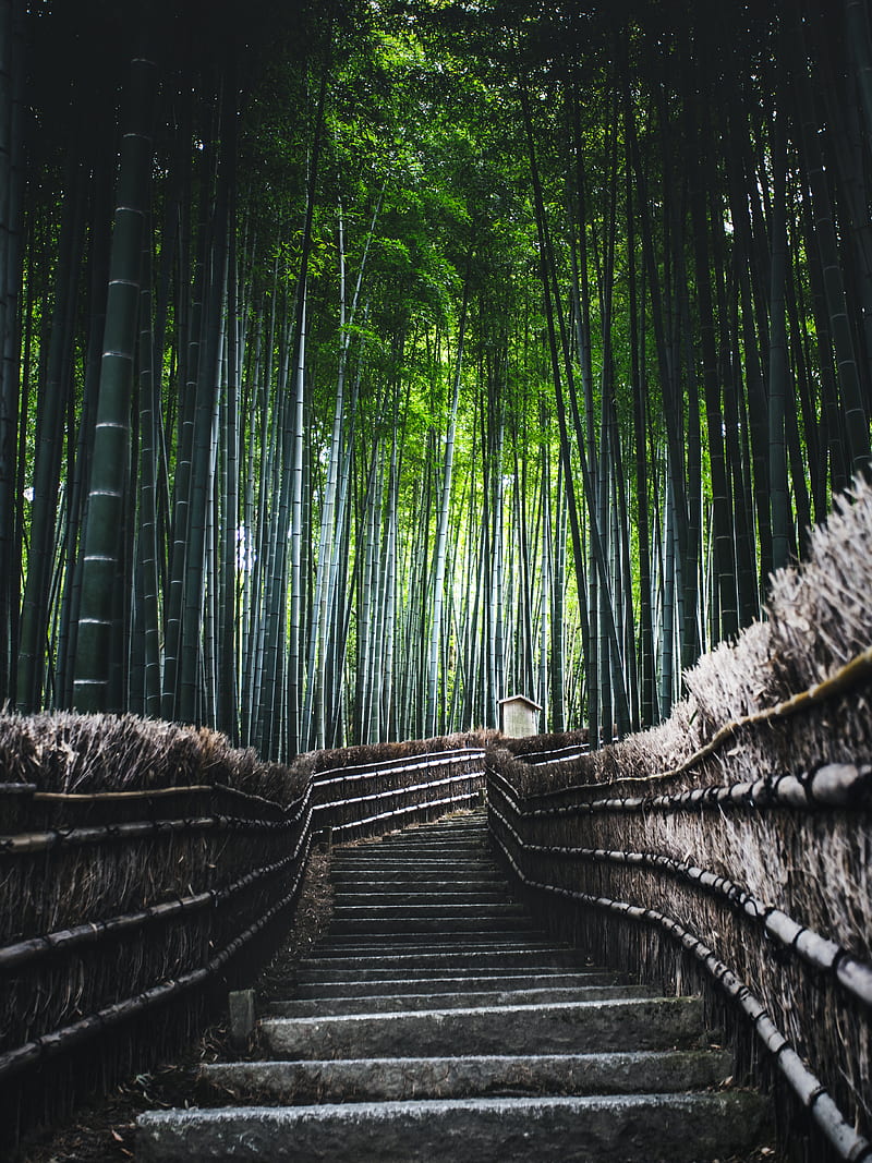 ladder, forest, bamboo, trees, HD phone wallpaper