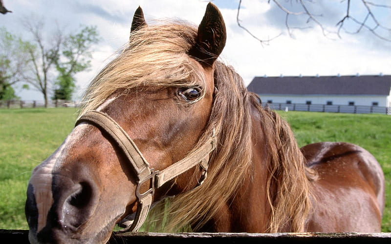 horse, head, grass, animal, HD wallpaper