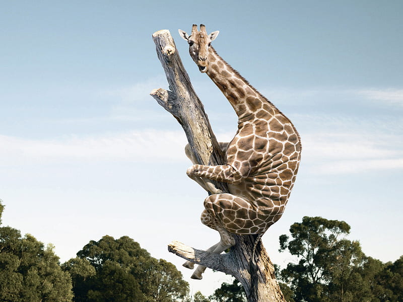 Giraffe on a tree, ridiculous, the nature, drawing, trees, giraffe, HD wallpaper