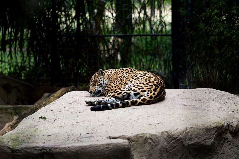 leopard reclining on brown surface, HD wallpaper