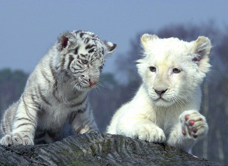 White tiger and white lion cubs, zoo, cub, tiger, wild life, lion, HD wallpaper