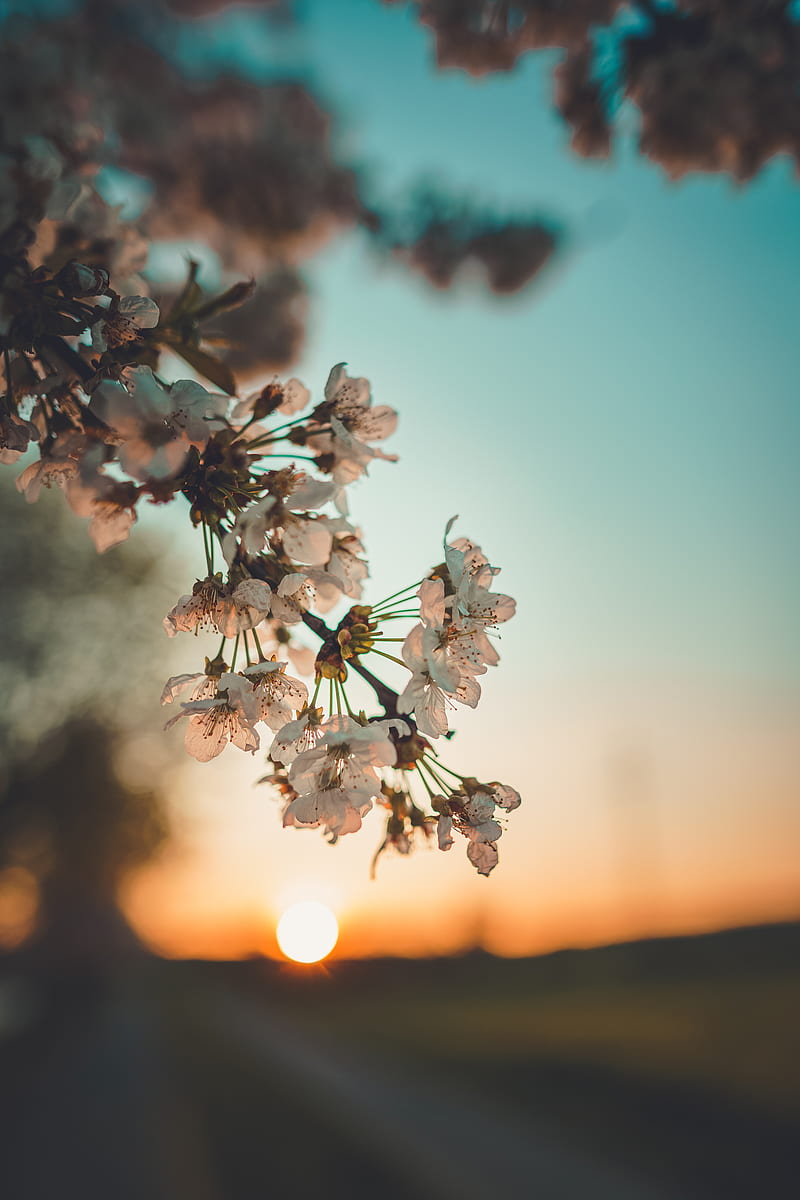 flowers, sunset, branch, HD phone wallpaper