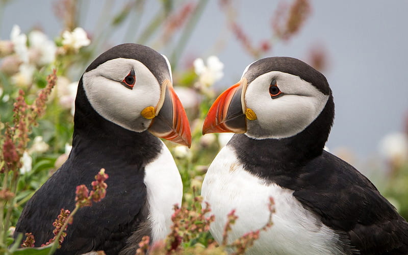 Puffin, seabirds, couple, Fratercula arctica, HD wallpaper
