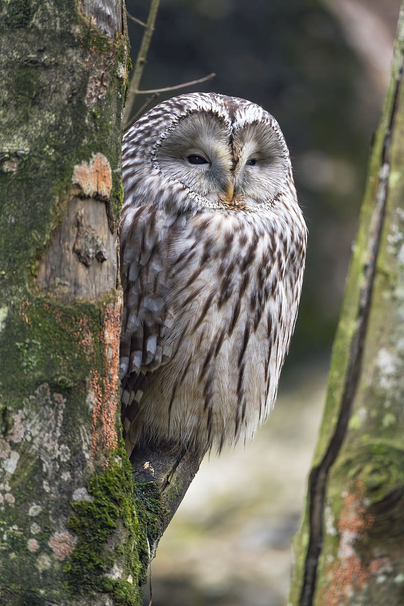 ural owl, owl, bird, wildlife, tree, HD phone wallpaper