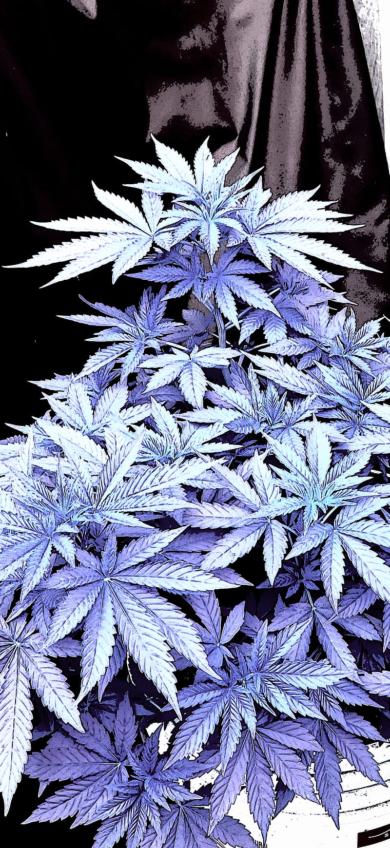 Marijuana , buds, flower, leaves, plant, smoke, HD phone wallpaper