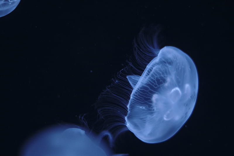 blue jellyfish underwater graphy, HD wallpaper