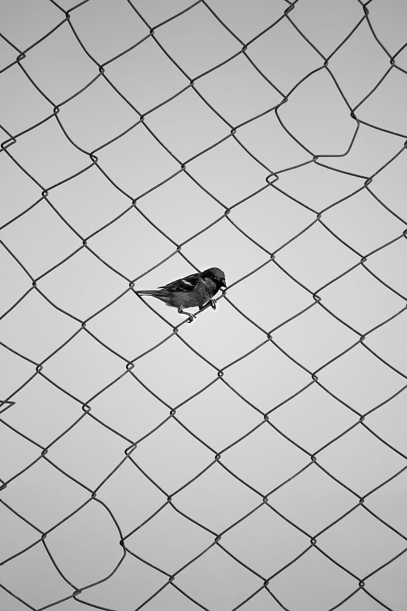 sparrow, fence, bw, mesh, bird, minimalism, HD phone wallpaper