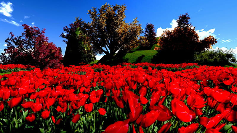 Beautiful Red Flowers, Fields, Red, Flowers, Nature, HD wallpaper | Peakpx