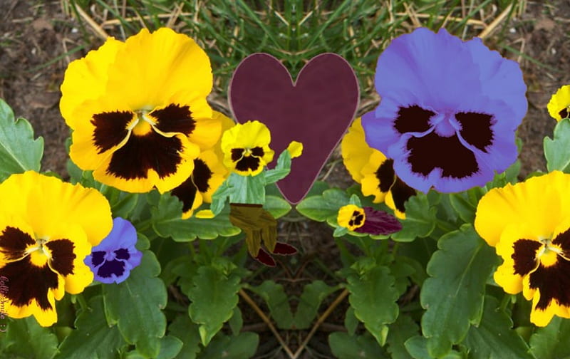 Pansy Family Portrait, family, grass, bloom, co11ie, children, circular, yellow, pansy, floral, monkey, leaves, blossom, green, pansies, flowers, b1oom, florals, graph, flowerchildren, grandparents, spring, b1ooms, leaf, purple, parents, heart, flower, summer, garden, violet, HD wallpaper
