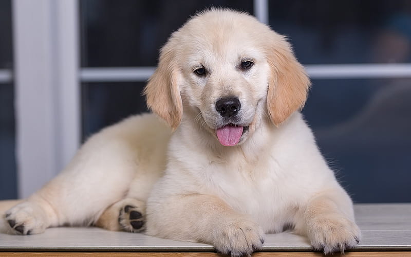 Golden Retriever, puppy, cute animals, dog, HD wallpaper