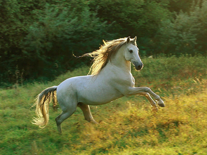 Dudu Amorim, Andalusian Horse, HD wallpaper