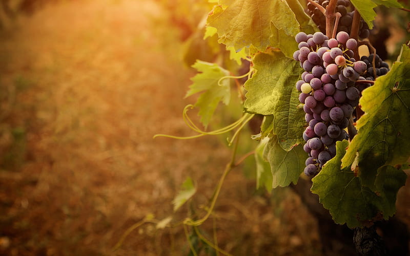 Grapevine, vines, grapes, graphy, HD wallpaper