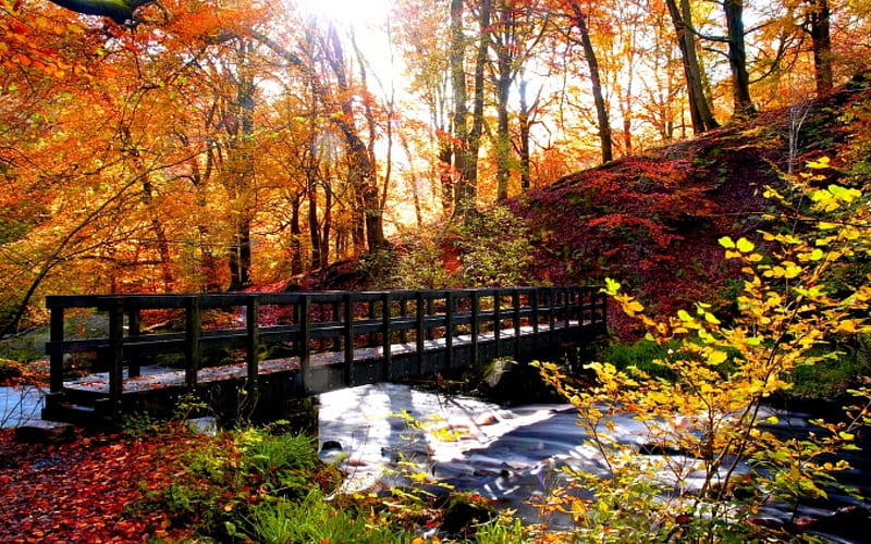 FOREST BRIDGE, forest, autumn, river, bridge, HD wallpaper | Peakpx