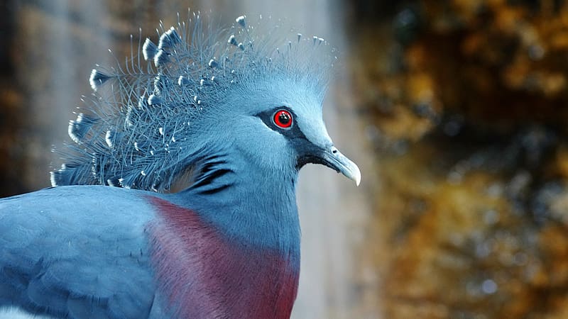 Animal, Victoria Crowned Pigeon, HD wallpaper