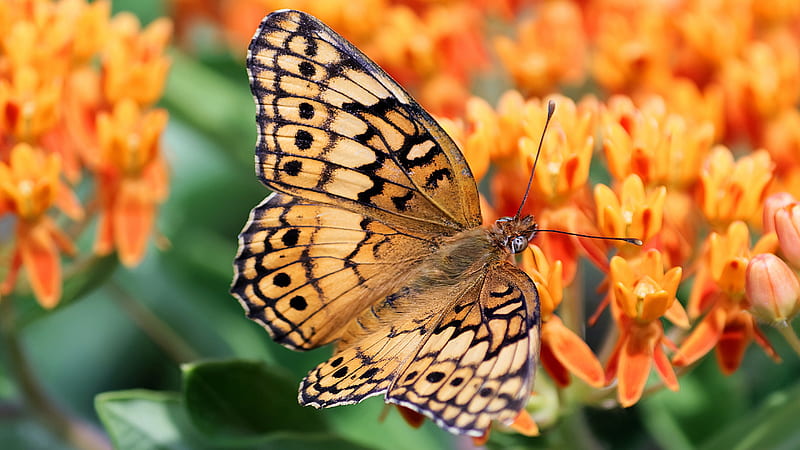 Animal, Butterfly, Flower, Insect, Macro, Orange Flower, HD wallpaper