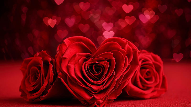 Red Heart Rose Flowers In Blur Bokeh Heart Shapes Background Rose, HD wallpaper