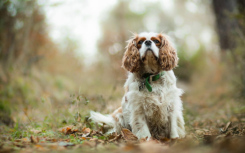 Cavalier King Charles Spaniel, bokeh, pets, cute animals, forest, dogs, Cavalier King Charles Spaniel Dog, HD wallpaper