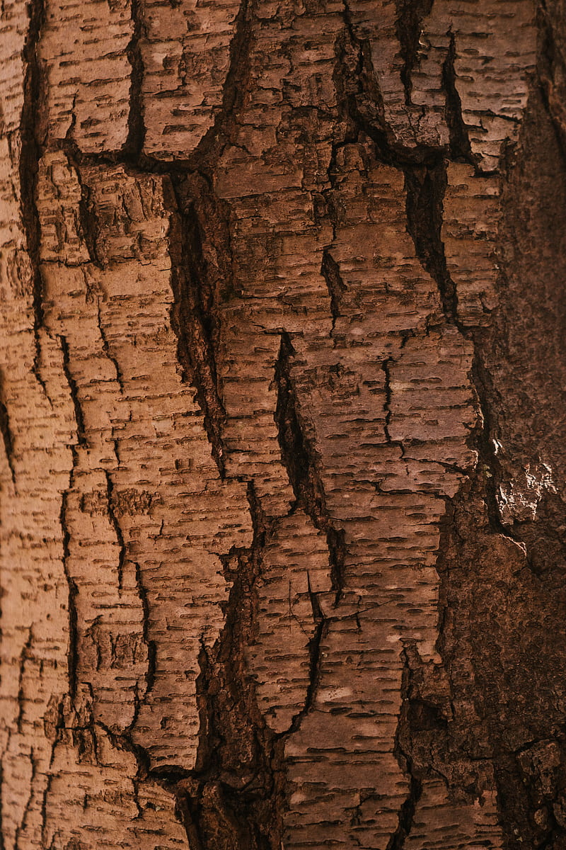 Dark textured dry bark of tree trunk with cracks and rough surface in forest, HD phone wallpaper