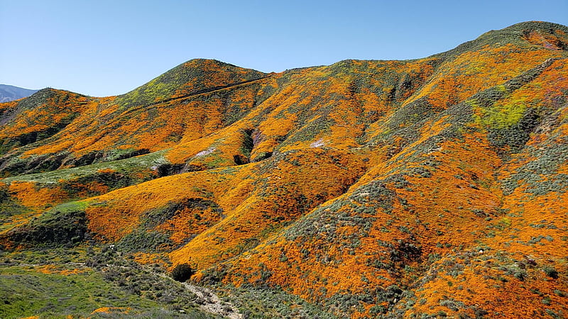 Poppy Superbloom at Lake Elsinore, California, wildflowers, landscape, hills, blossoms, usa, HD wallpaper