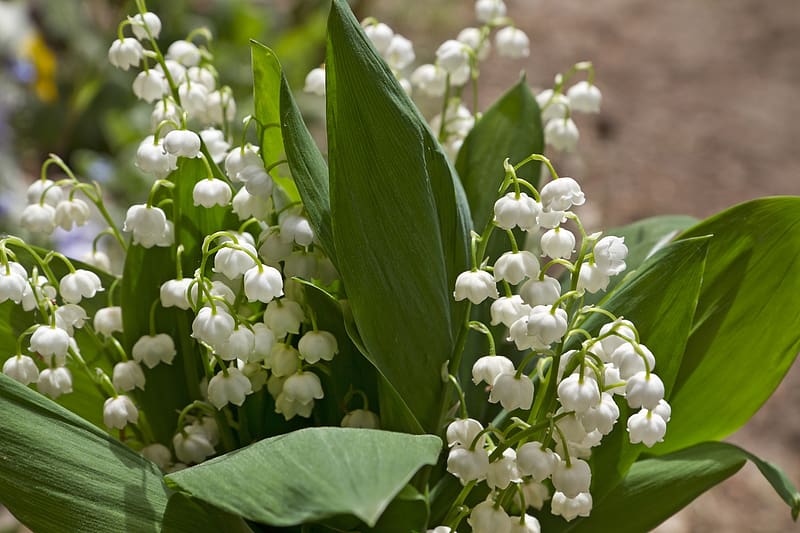 Lily of the valley, Flowers, Blossom, Outside, Garden, HD wallpaper ...