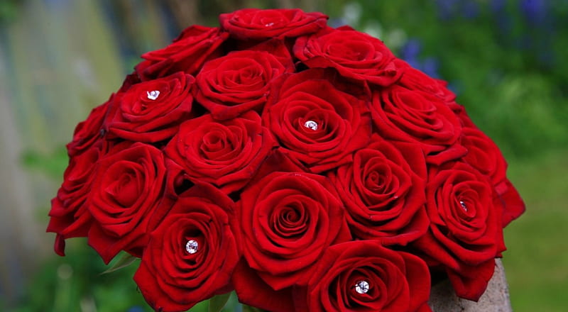 precioso ramo *, rosas rojas, precioso, ramo, flores, rosas, Fondo de  pantalla HD | Peakpx