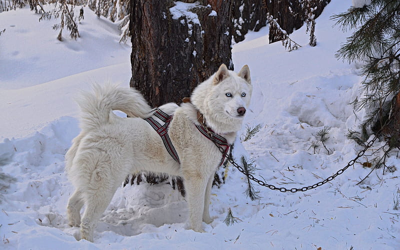 dog, winter, husky, siberian husky, blue eyes, HD wallpaper