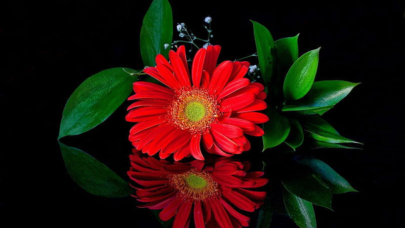 Gerbera, colores, hojas, naturaleza, pétalos, Fondo de pantalla HD | Peakpx