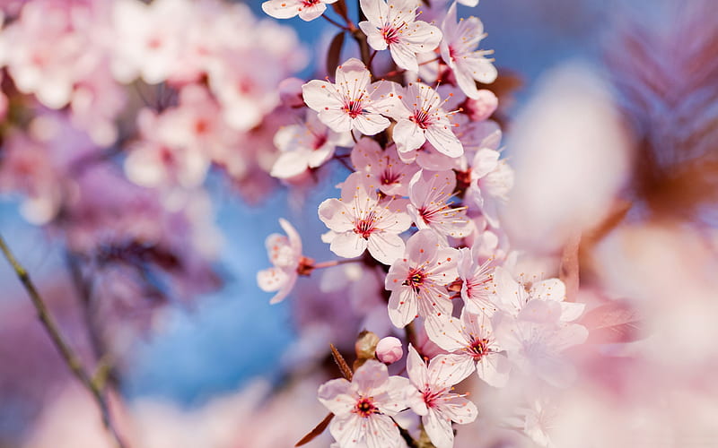 Beautiful Japanese cherry blossom season 04, HD wallpaper