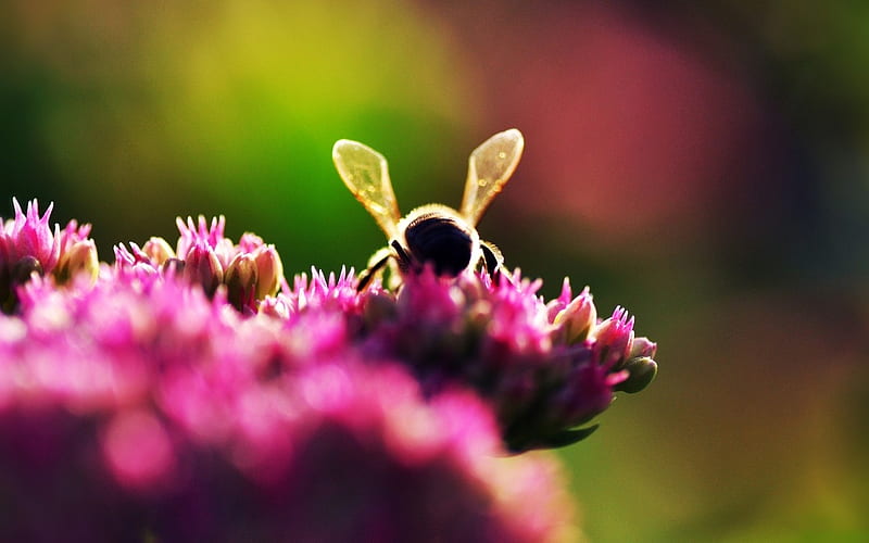 diligent bee, bee, blossom, purple, bloom, macro, flowers, nature, bumblebee, HD wallpaper